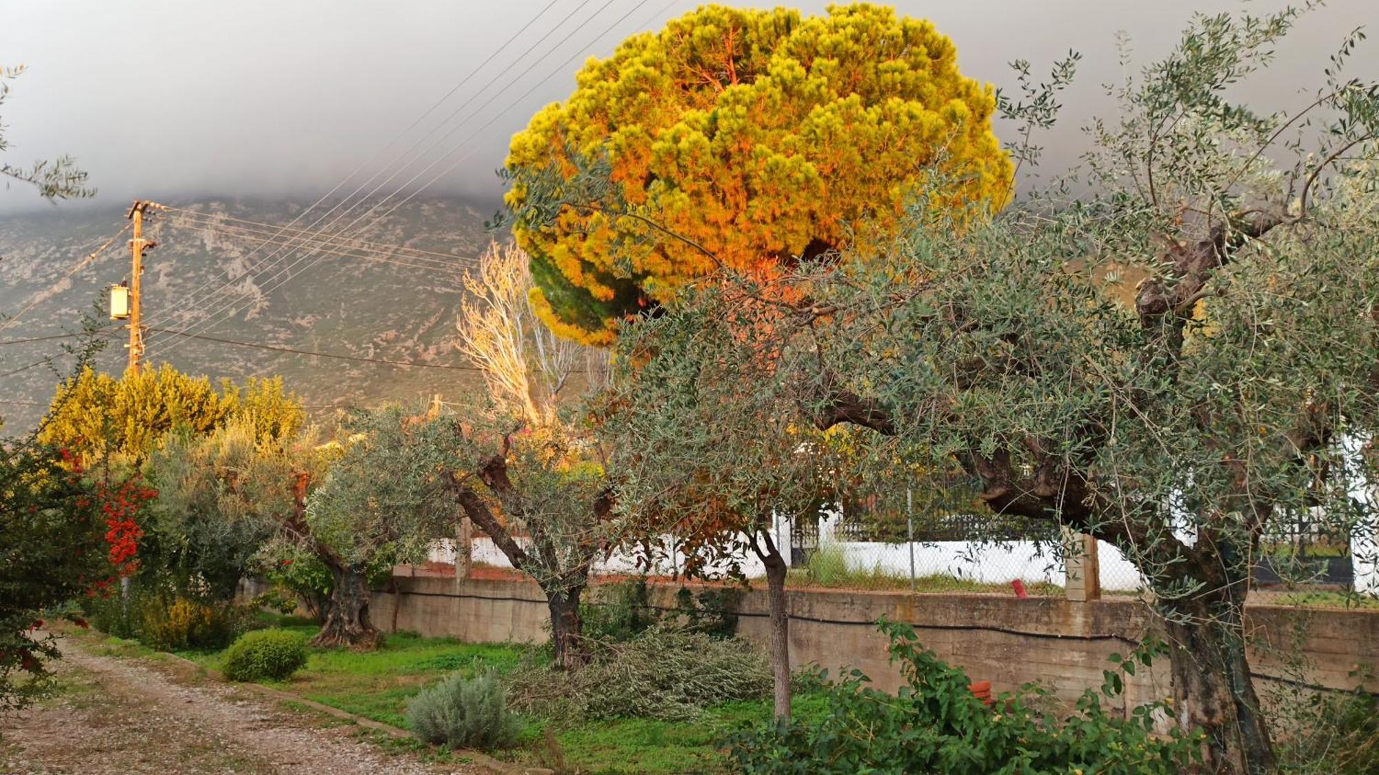Nafpaktos Cottage By The Sea For Travelers And Dreamers! Esterno foto